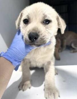 Labrador Retriever Dogs Available for Adoption - A651576 | PetCurious