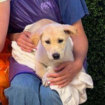 Miles -  Mixed Breed Dog for Adoption in Spokane, Washington - Miles | PetCurious