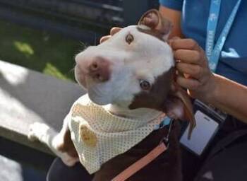 Rescue Mixed Breed Dogs for Adoption in New York, New York - Banks | PetCurious