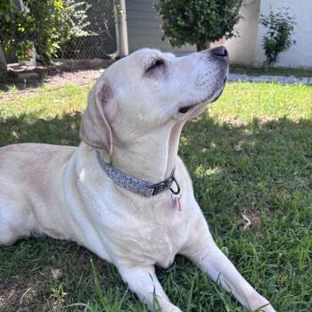 Yellow Labrador Retriever Dogs Available for Adoption in Los Angeles, California - Crop Top | PetCurious