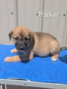 Mixed Breed Dogs Available for Adoption in Logan, Ohio - Parker | PetCurious