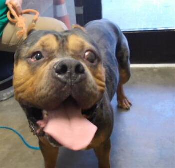 SPARTACUS -  American Bulldog and Mixed Breed Dog for Adoption in Tulsa, Oklahoma - SPARTACUS | PetCurious