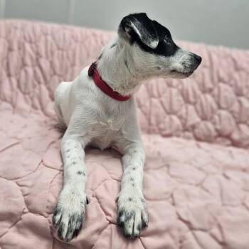 Rodeo -  Australian Cattle Dog Blue Heeler and Mixed Breed Dog for Adoption in Monticello, Iowa - Rodeo | PetCurious