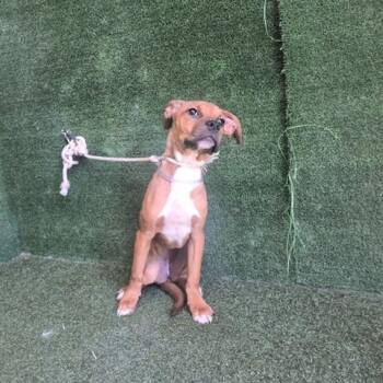Jubilee -  Mixed Breed Dog for Adoption in Bend, Oregon - Jubilee | PetCurious