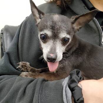 Chihuahua Dogs Available for Adoption in Jersey City, New Jersey - Grandpa | PetCurious