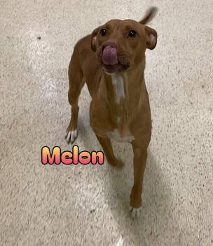 Melon -  Terrier Dog for Adoption in Muncie, Indiana - Melon | PetCurious