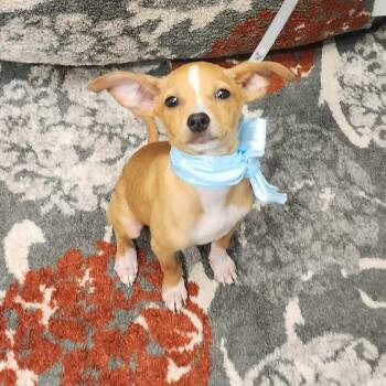 Cricket -  Chihuahua Dog for Adoption in Oak Point, Texas - Cricket | PetCurious