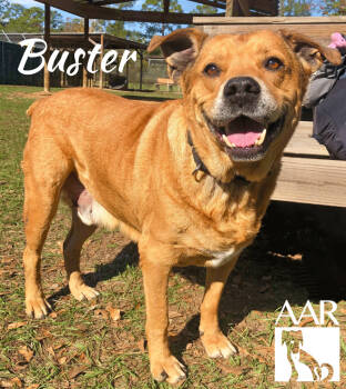 Rescue Black Mouth Cur and Carolina Dog Dogs for Adoption in Magnolia, Texas - Buster | PetCurious