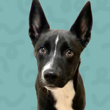 Freddy -  Border Collie and Mixed Breed Dog for Adoption in Reno, Nevada - Freddy | PetCurious