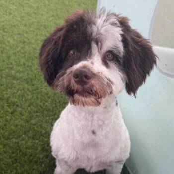 Keira -  Maltese and Mixed Breed Dog for Adoption in Las Vegas, Nevada - Keira | PetCurious