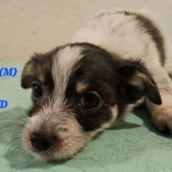 AVAILABLE 8/30 FOREIGNER -  Miniature Dachshund and Chihuahua Dog for Adoption in Loves Park, Illinois - AVAILABLE 8/30 FOREIGNER | PetCurious