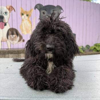 Crenshaw -  Poodle and Mixed Breed Dog for Adoption in Madison, Wisconsin - Crenshaw | PetCurious