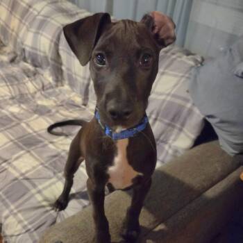 Apapane -  Terrier Dog for Adoption in South Plainfield, New Jersey - Apapane | PetCurious