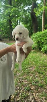 Labrador Retriever and Mixed Breed Dogs Available for Adoption in Broomfield, Colorado - Colvilew / Polly | PetCurious
