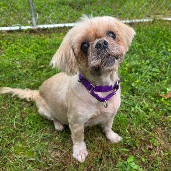 Stuart -  Shih Tzu Dog for Adoption in Greensburg, Pennsylvania - Stuart | PetCurious
