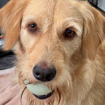 Valley -  Golden Retriever and Mixed Breed Dog for Adoption in Ferndale, Michigan - Valley | PetCurious