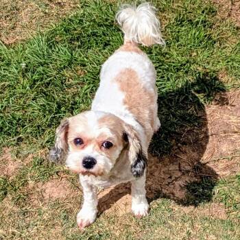 Cavalier King Charles Spaniel and Bichon Frise Dogs Available for Adoption - Stormy Sea | PetCurious