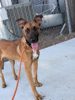 Persephone -  Belgian Shepherd Malinois Dog for Adoption in Valley Park, Oklahoma - Persephone | PetCurious