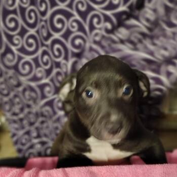 Rat Terrier Dogs Available for Adoption in Ville Platte, Louisiana - Echo | PetCurious