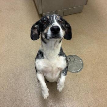 Tiana -  Hound and Mixed Breed Dog for Adoption in Corpus Christi, Texas - Tiana | PetCurious