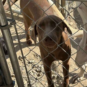 Rescue Vizsla Dogs for Adoption in Madill, Oklahoma - Drew | PetCurious