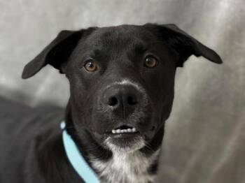 Corey -  Border Collie and Mixed Breed Dog for Adoption in Portland, Oregon - Corey | PetCurious