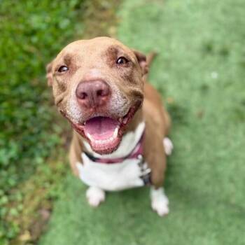 Beatrice Bestie Boo -  Pit Bull Terrier and American Staffordshire Terrier Dog for Adoption in Friendswood, Texas - Beatrice Bestie Boo | PetCurious