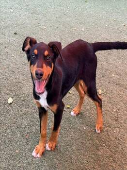 REMY -  Doberman Pinscher and Mixed Breed Dog for Adoption in Salinas, California - REMY | PetCurious
