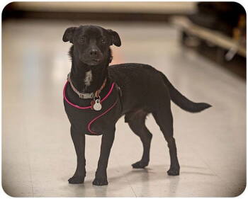 Rescue Chihuahua Dogs for Adoption in Utica, Michigan - Zack | PetCurious