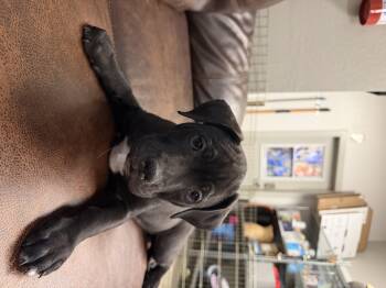 Vera -  Pit Bull Terrier Dog for Adoption in Buena Vista, Colorado - Vera | PetCurious