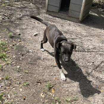 Rescue Mixed Breed Dogs for Adoption in Dickinson, Texas - Benji | PetCurious