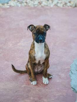 Paprika -  Pit Bull Terrier and Chihuahua Dog for Adoption in West Hollywood, California - Paprika | PetCurious