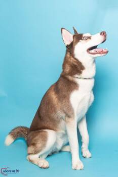 Max -  Mixed Breed Dog for Adoption in Alexandria, Virginia - Max | PetCurious