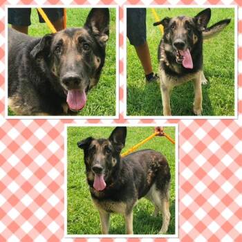 ZEVA -  German Shepherd Dog Dog for Adoption in Buckhannon, West Virginia - ZEVA | PetCurious