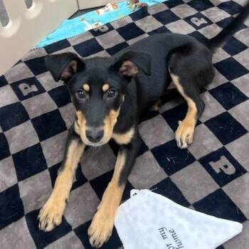 Mixed Breed Dogs Available for Adoption in Fenton, Michigan - Nutty Buddy | PetCurious