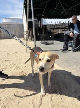 Mixed Breed Dogs Available for Adoption - Roxy | PetCurious