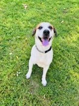 Teddy -  Mixed Breed Dog for Adoption in Skowhegan, Maine - Teddy | PetCurious