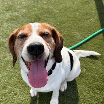 Aero -  Mixed Breed Dog for Adoption in Philadelphia, Pennsylvania - Aero | PetCurious