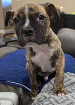 Baxter -  Boxer Dog for Adoption in Barnhart, Missouri - Baxter | PetCurious