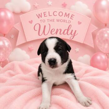 Wendy -  Australian Cattle Dog Blue Heeler and Labrador Retriever Dog for Adoption in VERNON ROCKVL, Connecticut - Wendy | PetCurious