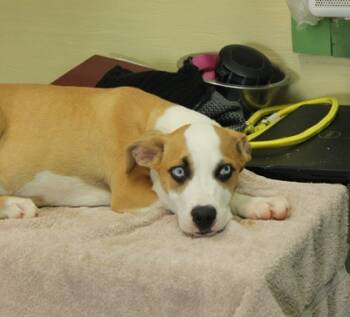 Rescue Black Mouth Cur and Mixed Breed Dogs for Adoption in Picayune, Mississippi - Fungus | PetCurious