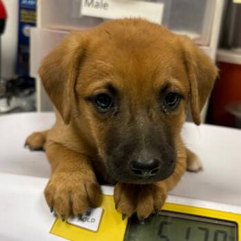 Diamond -  Shepherd and Mixed Breed Dog for Adoption in Yuma, Arizona - Diamond | PetCurious