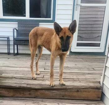 Rambo IV -  German Shepherd Dog Dog for Adoption in Fredonia, Wisconsin - Rambo IV | PetCurious