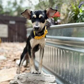 Miniature Pinscher and Chihuahua Dogs Available for Adoption in Fairfield, Connecticut - Lucy | PetCurious