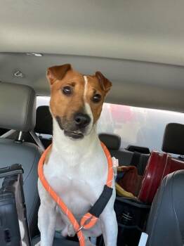 Rowdy -  Jack Russell Terrier Dog Available for Adoption in New Braunfels, Texas - Rowdy | PetCurious