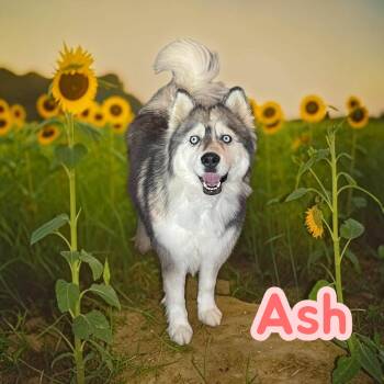 Ash - sweet, fun and loves car rides -  Husky Dog for Adoption in Chuckey, Tennessee - Ash - Sweet, Fun And Loves Car Rides | PetCurious