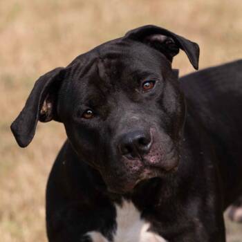 Rescue Pit Bull Terrier Dogs for Adoption in Henderson, Kentucky - Ben | PetCurious
