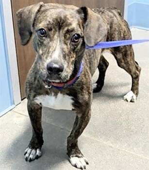 COSTCO -  Pit Bull Terrier Dog for Adoption in Houston, Texas - COSTCO | PetCurious