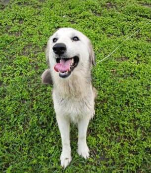 Carlotta -  Shepherd Dog for Adoption in Thornton, Colorado - Carlotta | PetCurious