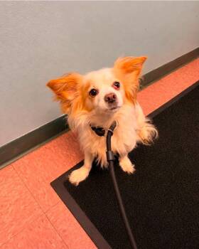 Gina -  Mixed Breed Dog for Adoption in Wabash, Indiana - Gina | PetCurious